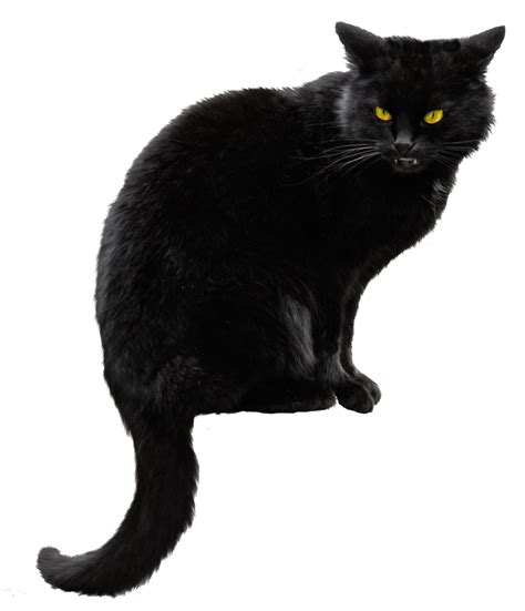 black cat png